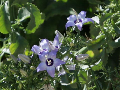 Campanula versicolor