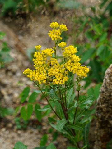 Solidago canadensis