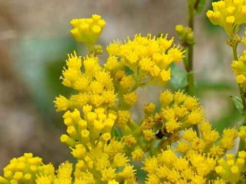 Solidago canadensis