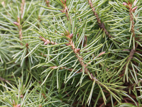 Picea glauca 'Conica'