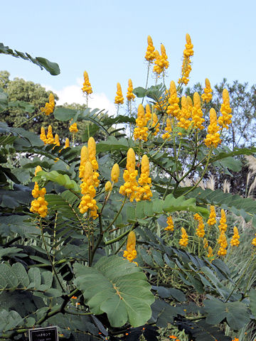 Cassia alata