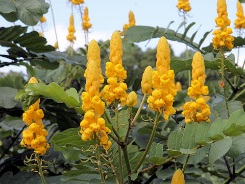 Cassia alata