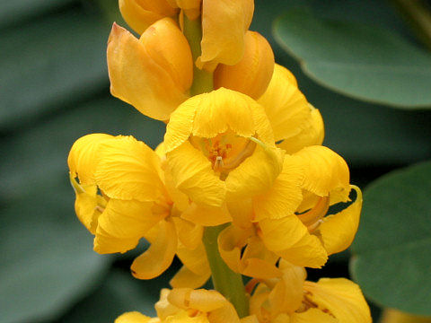 Cassia alata