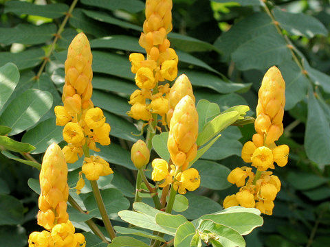 Cassia alata