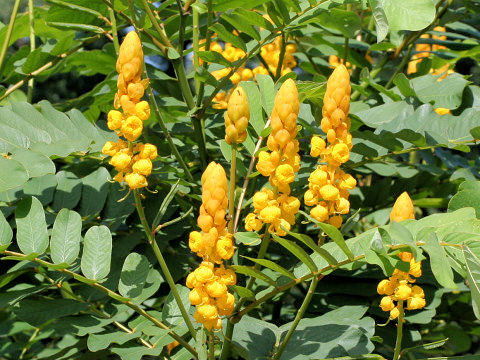 Cassia alata