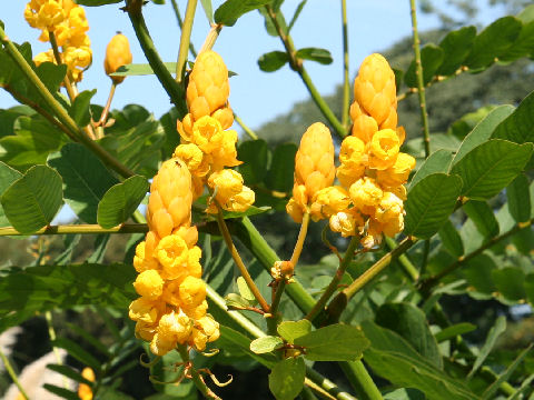 Cassia alata