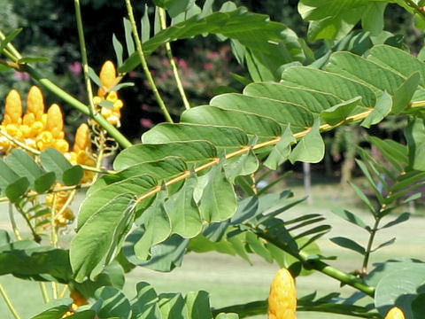 キャンドルブッシュ (Cassia alata)