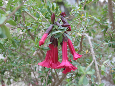 Cantua buxifolia