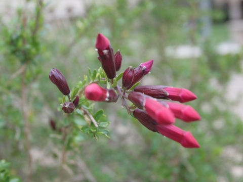 Cantua buxifolia