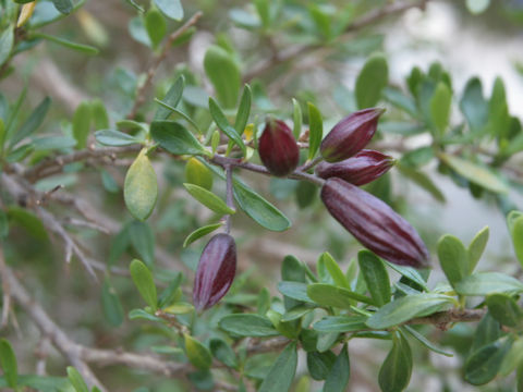 Cantua buxifolia