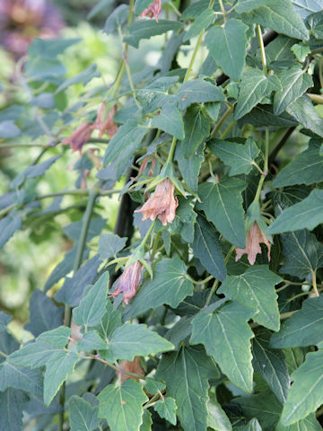 Canarina canariensis