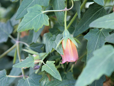 Canarina canariensis