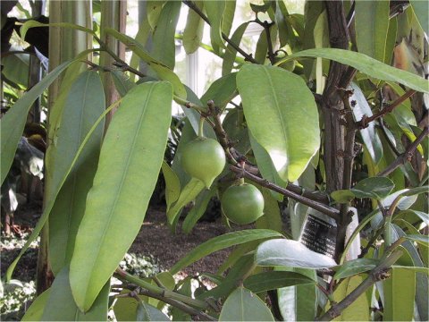 Garcinia xanthochymus