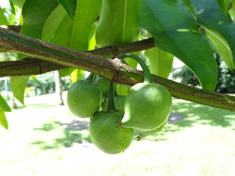 Garcinia xanthochymus