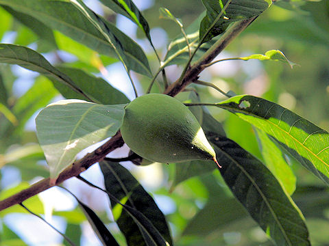 Pouteria campechiana