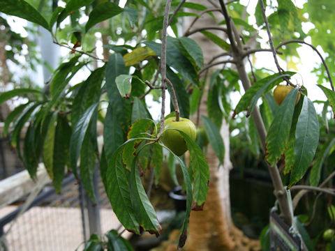 Pouteria campechiana