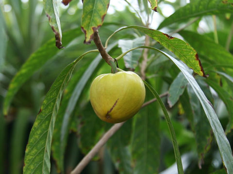 Pouteria campechiana