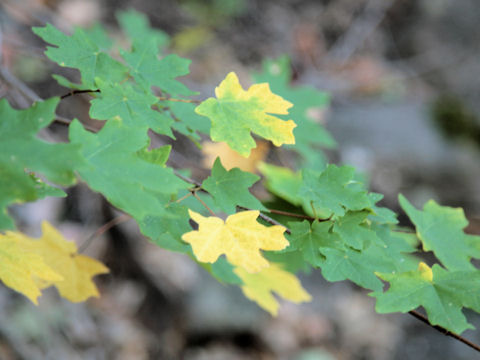 Acer grandidentatum