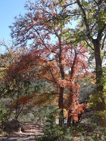 Acer grandidentatum