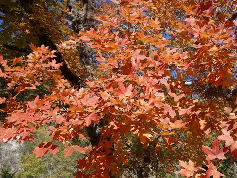 Acer grandidentatum