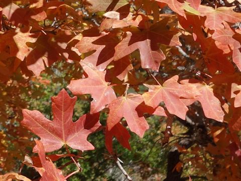 Acer grandidentatum