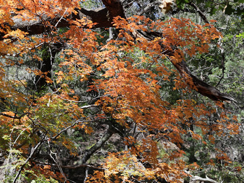 Acer grandidentatum