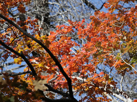 Acer grandidentatum