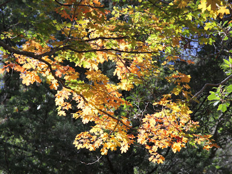 Acer grandidentatum