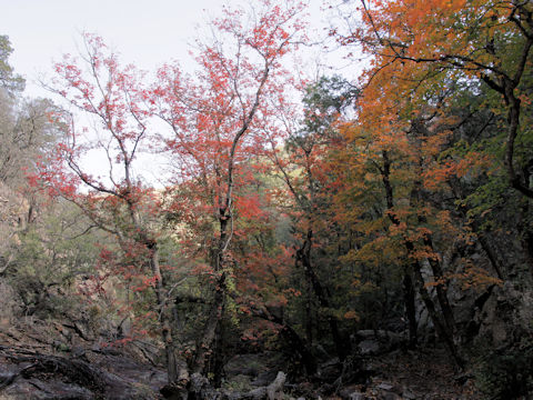 Acer grandidentatum