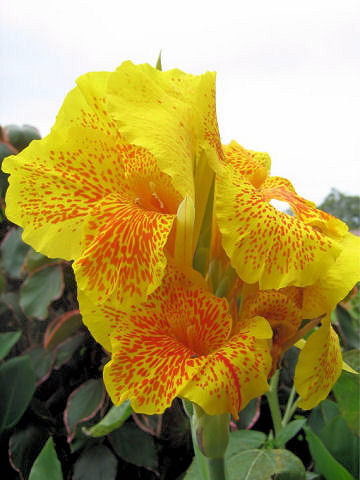 Canna x generalis