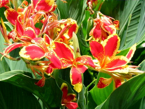 Canna x generalis