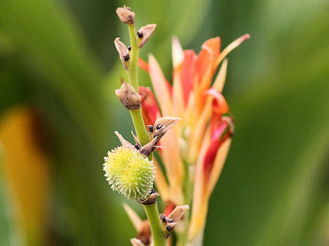 Canna x generalis