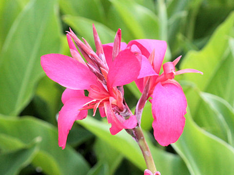 Canna x generalis