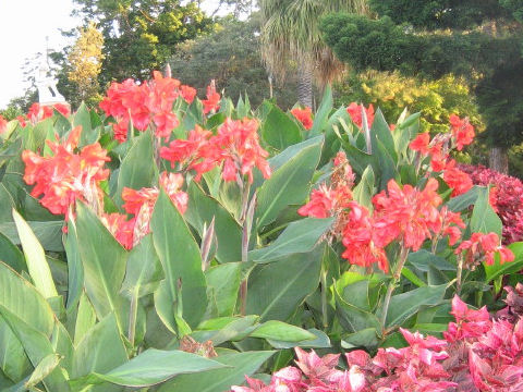 Canna x generalis