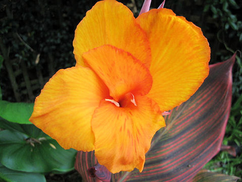 Canna x generalis