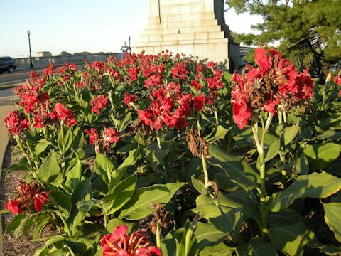 Canna x generalis