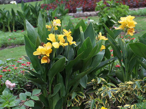 Canna x generalis