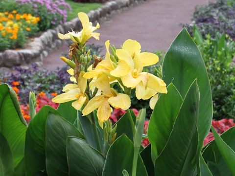 Canna x generalis