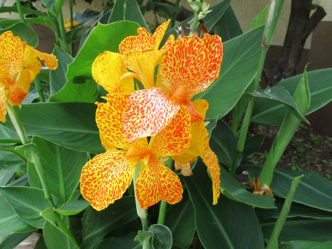 Canna x generalis