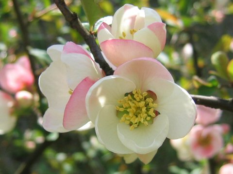 Chaenomeles speciosa cv. Canton