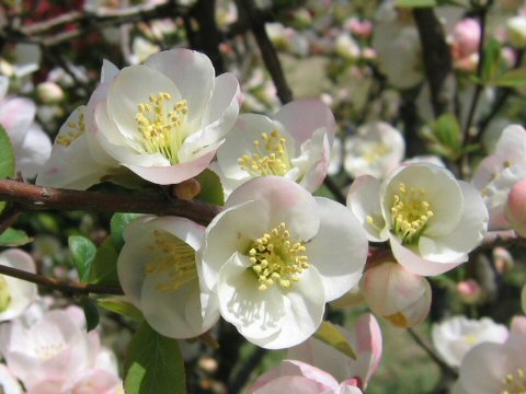 Chaenomeles speciosa cv. Canton