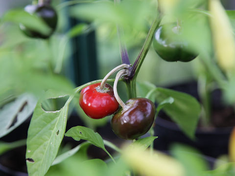 Capsicum chinense