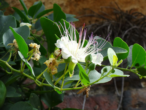 Capparis spinosa