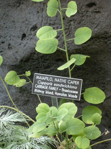 Capparis sandwichiana