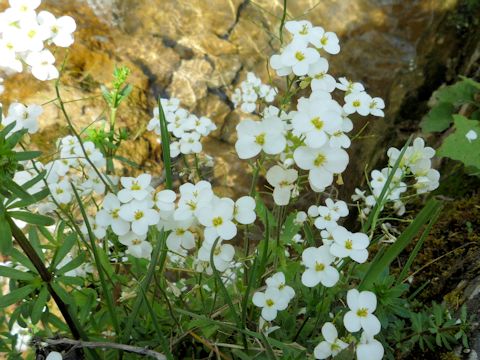 Cardamine amara