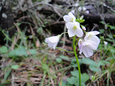 Cardamine californica