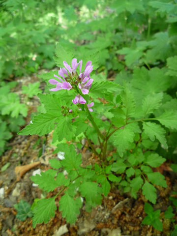 Cardamine chelidonia