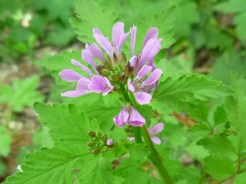 Cardamine chelidonia