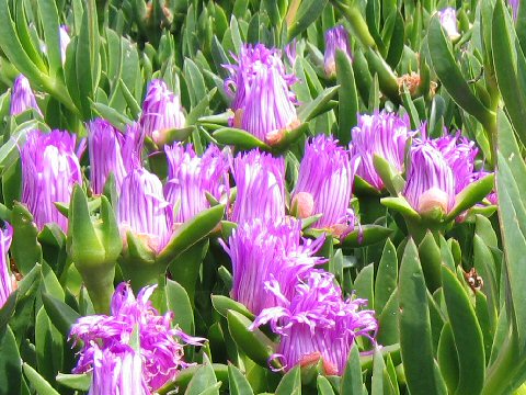 Carpobrotus chilensis