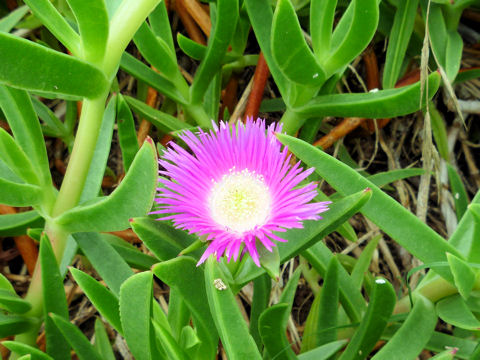 Carpobrotus chilensis